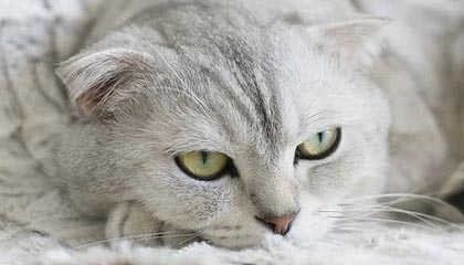 澳门银河|乒乓球赛事v2.4.3